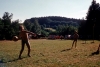 Vesela_72_004.jpg
