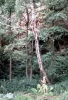 Vesela_72_056.jpg