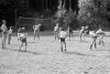 Vilimek_80_091.jpg