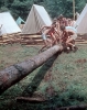 zeletavka_68_137.jpg