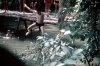 zeletavka_68_140.jpg