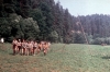 zeletavka_68_173.jpg