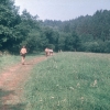zeletavka_68_197.jpg