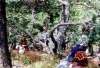 Zubri_tridenak_002.jpg
