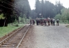 Zubri_tridenak_006.jpg