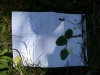 085-tabor-2011-08-05.jpg