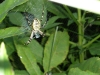 014-tabor-2011-08-15.jpg