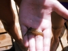 prim_tab_2012-08-22_064.jpg