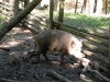 012_prim_tab-12-07-2011.jpg