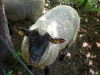 dscn6808.jpg