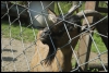 027_primtabor_23-08-2010.jpg