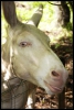 061_primtabor_25-08-2010.jpg