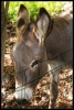 064_primtabor_25-08-2010.jpg