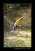 2008-05-31_Atletaky_49.jpg