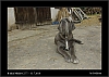 030_wild-west_27-07.jpg