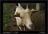 033_wild-west_27-07.jpg