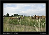 036_wild-west_27-07.jpg