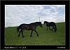 042_wild-west_27-07.jpg