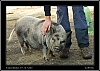 060_wild-west_28-07.jpg