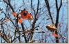 R_kurz_2002__022.jpg