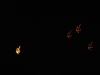 090-silvestr-01-01-2011.jpg
