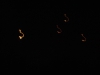 091-silvestr-01-01-2011.jpg