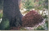 zima_1999_016.jpg