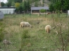 IMG_0782.JPG