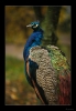 dsc_0533.jpg