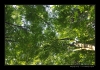Bukovky2008_066.jpg
