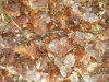 2008_12-(13-14)_Zastavka063.jpg