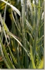 tabor_2003_0147.jpg