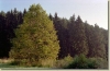 tabor_2003_0152.jpg