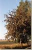 tabor_2003_0154.jpg