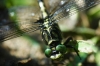 DSC_0104x.JPG