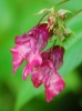 DSC_0528.JPG