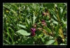 119_tabor-sk_08-07-2010.jpg