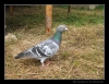 248_tabor-sk_13-07-2010.jpg