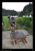 221-tabor_2011-07-15.jpg