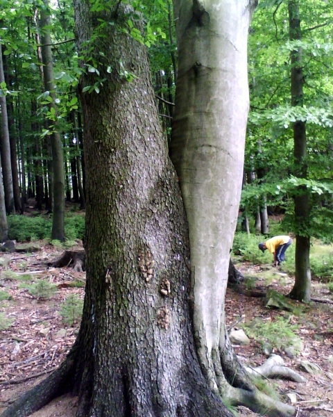 Klikněte pro zobrazení původního (velkého) obrázku