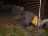 14-pozar_srubu-23-04-2011.jpg