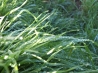 DSCF5167.JPG