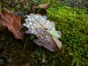 DSCF5188.JPG