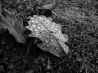 DSCF5188_28229.JPG