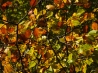 DSCF5200.JPG