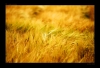 _DSC4604.jpg