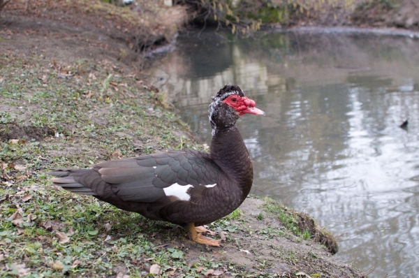 Klikněte pro zobrazení původního (velkého) obrázku