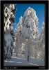 DSC_0005~1.jpg
