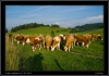 DSC_0032~1.jpg