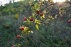 DSC_1051.JPG